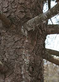 The most common reason for dying tree branches in forth worth are diseases. Spruce Diseases The Morton Arboretum