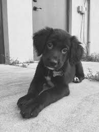 All Black Border Collie Puppy For Sale Golden Retriever Border Collie Mix Honden Border Collie Collie