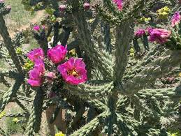 Image result for Lactuca imbricata