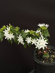 Image result for Jasminum multiflorum