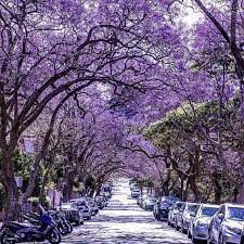 Jacaranda Trees Are Lining The Streets Of Kirribilli In Sydney 2017 Photo By Daisy Nguyen Via Ig Jacaranda Tree Australia Scenery