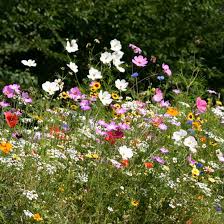 How To Create A Wildflower Meadow In Your Garden Ideal Home Wild Flower Meadow Wildflower Garden Wild Flowers