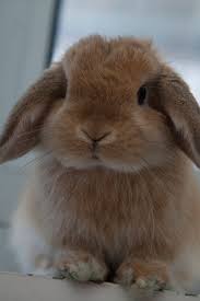 Miniature Lop Wikipedia