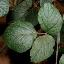 Image result for Rhoicissus tridentata