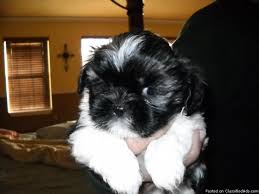 Maybe you would like to learn more about one of these? Adorables Shih Tzu Puppies Price 399 00 For Sale In Cypress Alabama Best Pets Online
