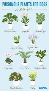 Poisonous Plants For Dogs A Complete Guide Bechewy In 2021 Plants Dog Safe Plants Poisonous Plants