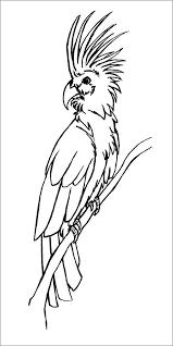Firstly, they have a strong massive beak, similar to a bucket. Palm Cockatoo Coloring Page Coloringbay