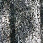 Image result for Diospyros kirkii