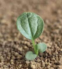 Purple Coneflower Seedlings Propagating Plants Identify Plant