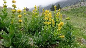 Image result for Psychotria heterosticta