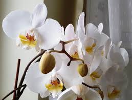 We did not find results for: How To Water Orchids Ultimate Guide To Orchid Care Petal Republic