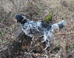 Puppy kindergarten class is a good idea for your pet, since although it is obedient by nature, its boundless energy and an independent streak may prove a bit. Bob S Straight Creek Llewellins Llewellin Setters For Sale