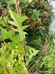 Image result for Lactuca ugandensis