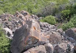 Image result for Schizostephanus alatus