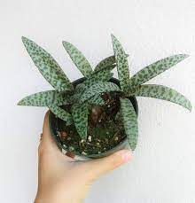 Silver Squill Scilla Violacea Succulent Plant Succulents Succulents For Sale Rare Succulents
