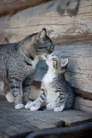 15 cats giving out kisses this valentines day i can has cheezburger cats mama cat cute cats