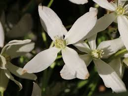 Клематис варшавска никэ (clematis warszawska nike). Immergrune Waldrebe Clematis Armandii Baumschule Horstmann