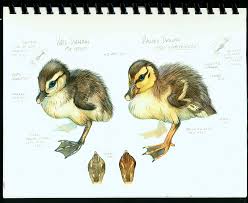 Different Birds And Their Meanings Ducks Symbolism Of Transition Due To Their Migratory Nature Ducks Are Also A Celtic Animal Symbol Of H Scientific Illustration Animal Illustration Animal Art