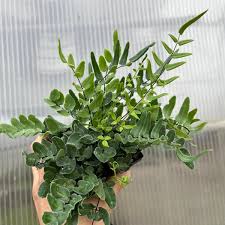 Image result for Pellaea