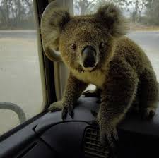 Baby Kuala Rescued By Damian Campbell Davys A Truck Driver Who Called The Baby A Little Ray Of Sunshine In This Nightmare In 2020 Koala Koalas Australia Animals
