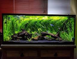 Aquascaping Fish Amphibians In 2020 Fresh Water Fish Tank Fish Tank Tropical Fish Aquarium