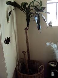 Check spelling or type a new query. Thursday Plants 101 How To Repot A Corn Plant Dracaena Fragrans Good To Grow