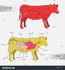 Basic Cow Internal Organs Beef Cuts Animals Wildlife