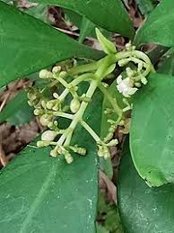Image result for Psychotria djumaensis