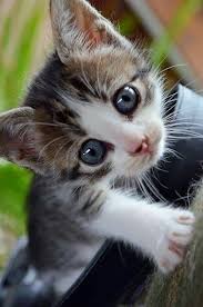 who wouldn t love this face 子猫 かわいい子猫 かわいいペット