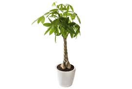 Pe de alta parte, sunt si plante despre care se este una dintre cele mai frumoase si mai delicate plante aducatoare de noroc. Plante Norocoase Plante Aducatoare De Noroc