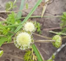 Image result for Cotula australis