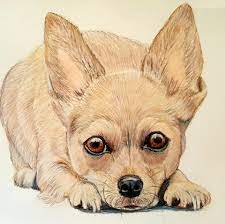 My Newest Colored Pencil Drawing A Chihuahua Puppy Animales Dibujados A Lapiz Animales Lapiz