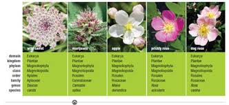 Figure 1 7 Taxonomic Classification Of Five Species That Are Related At Different Levels Each Species Has Been Assigned To Ever More Inclusive Groups Or Taxa In This Case From Genus To Domain
