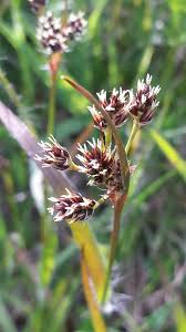 Image result for Luzula multiflora