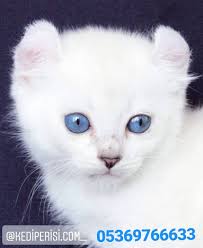 cins kedi sahiplendirme panosundaki pin