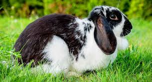 Mix & match this shirt with other items to create an avatar that is unique to you! Black And White Rabbit Breeds Make The Best Pet Bunnies