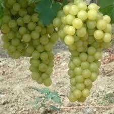 Pentru formația muzicală, vedeți vița de vie (formație). Vita De Vie Alba De Masa Favorit Gardenexpert Ro Grapes Fruit Alba