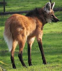 The term stems from the latin words omnis, meaning all or everything, and vorare , meaning to devour or eat.. What Are Some Examples Of Animals That Are Omnivores Quora