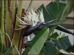 White Bird Of Paradise Houseplant Care Houseplant Leaf Split What To Do For Leaves Splitting Down The Middle Birds Of Paradise Plant Birds Of Paradise Paradise Plant