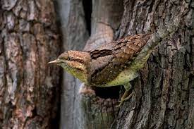 صور مذهلة 46 صورة من أفضل صور الطيور لعام 2019 bird photo bird beautiful birds
