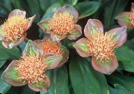 Image result for Scadoxus