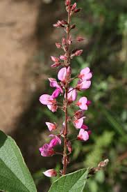 Image result for Pseudarthria