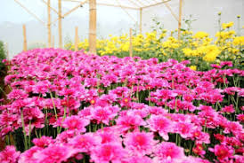 Outlet ratusan jenis bunga dan perlengkapan perawatan bunga terlengkap. Mengenal Batang Potensi Green House Sri Tani Lestari Website Pemerintah Kabupaten Batang