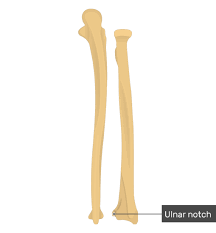 Learn everything about the anatomy of radius and ulna with our articles, video tutorials, labeled diagrams, and quizzes. Radius And Ulna Bones Anatomy Posterior Markings