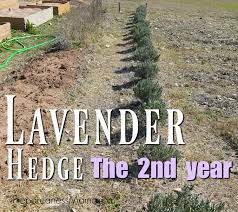 Growing A Lavender Hedge Year 2 Preparednessmama