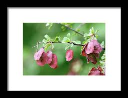 Image result for Combretum sp. A