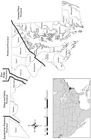 Image result for Buchnera longispicata