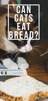 Cats should always be provided with cooked fish to minimise the risk of salmonella poisoning. Can Cats Eat Bread A Complete Guide To Cats And Bread