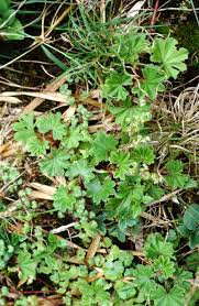 Image result for Alchemilla johnstonii