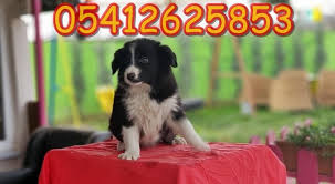 Border Collie Ilanlari Collie Border Collie